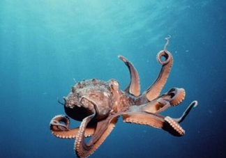 章魚是墨魚嗎？章魚有哪些特性