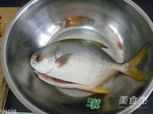 金鯧魚是海魚嗎？金鯧魚的刺多嗎？