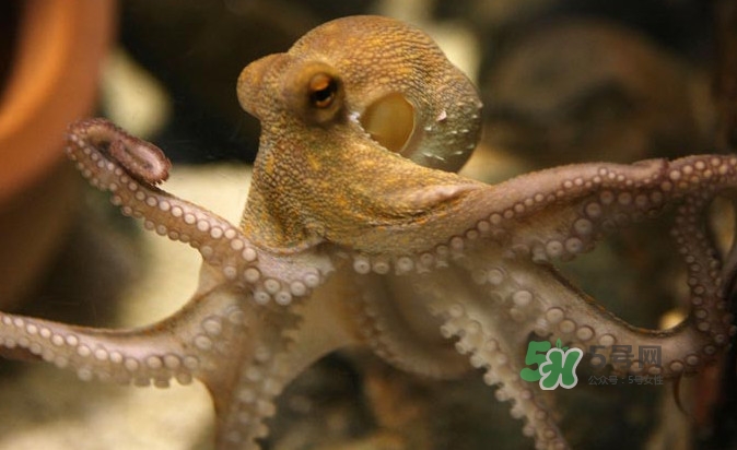 章魚會咬人嗎？章魚會吃人嗎