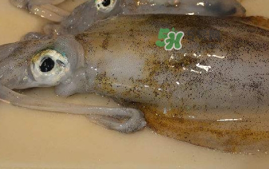 新鮮魷魚(yú)怎么保存？魷魚(yú)可以冷凍嗎