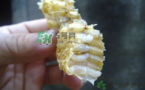 蜂蛹和枸杞能一起泡酒嗎？蜂蛹和枸杞泡酒的功效