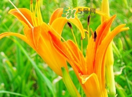 新鮮黃花菜怎么處理？干黃花菜怎么處理