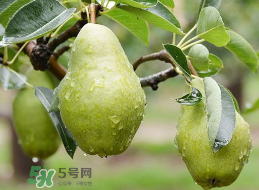 香蕉梨怎么熟的快？香蕉梨怎么變軟？