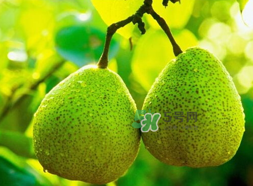 萊陽(yáng)梨什么時(shí)候成熟？萊陽(yáng)梨多少錢(qián)一斤？