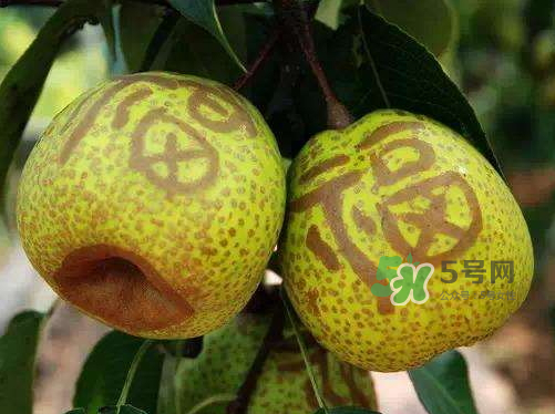 萊陽(yáng)梨什么時(shí)候成熟？萊陽(yáng)梨多少錢(qián)一斤？