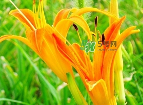 黃花菜是下奶的嗎？黃花菜是發(fā)奶的嗎