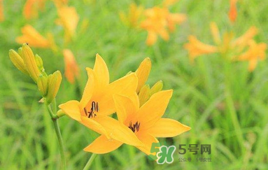 黃花菜是酸性還是堿性？黃花菜是熱性還是涼性