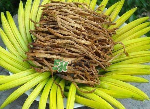 黃花菜是忘憂草嗎？黃花菜是不是金針菜