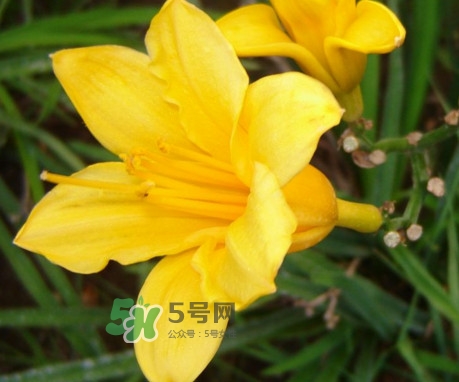 黃花菜是下奶的嗎？黃花菜是發(fā)奶的嗎
