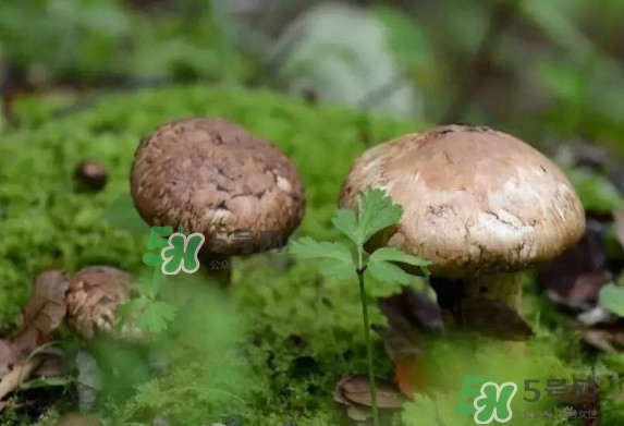 新鮮松茸用水焯嗎？新鮮松茸洗時(shí)用水浸泡嗎