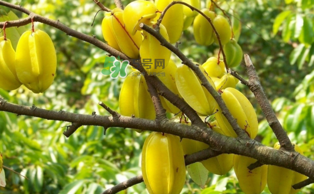 楊桃是什么季節(jié)的水果？楊桃怎么吃營(yíng)養(yǎng)價(jià)值最高？
