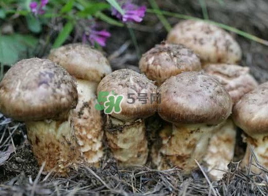 產(chǎn)婦能吃松茸嗎？哺乳期可以吃松茸嗎