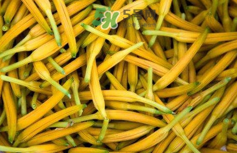 黃花菜是忘憂草嗎？黃花菜是不是金針菜