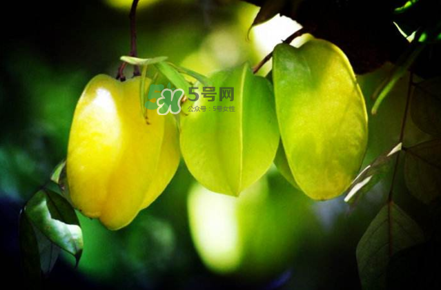 楊桃是什么季節(jié)的水果？楊桃怎么吃營(yíng)養(yǎng)價(jià)值最高？