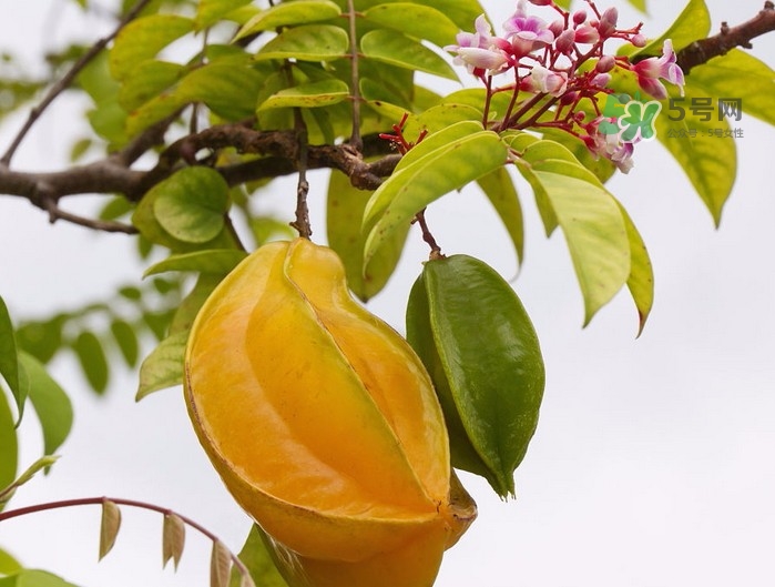 月經(jīng)期可以吃楊桃嗎？月經(jīng)期可以吃什么水果？