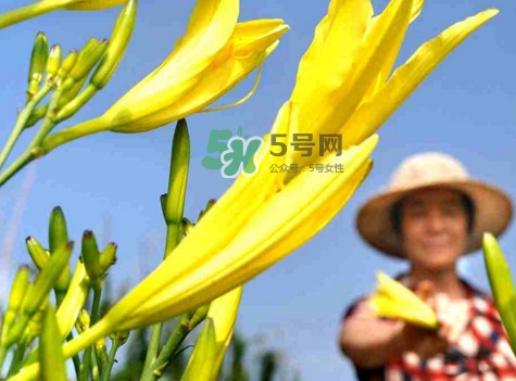黃花菜是下奶的嗎？黃花菜是發(fā)奶的嗎