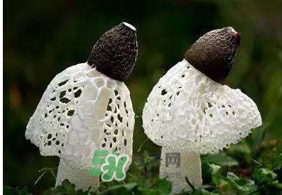 竹蓀怎么泡發(fā)？竹蓀怎么吃