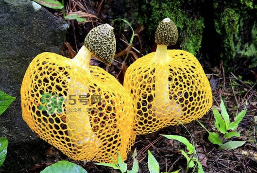 新鮮竹蓀怎么清洗？新鮮竹蓀怎么處理