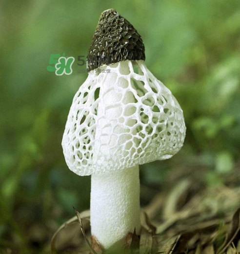 竹蓀黑色菌蓋能吃嗎？竹蓀食用禁忌是什么