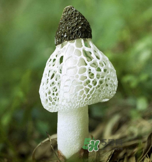 竹蓀什么樣的好？買竹蓀怎么挑選