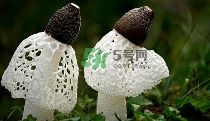 竹蓀黑色菌蓋能吃嗎？竹蓀食用禁忌是什么