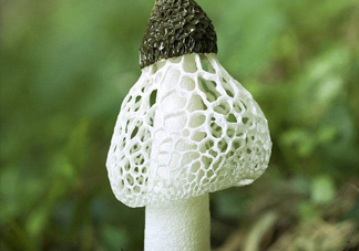 竹蓀什么季節(jié)最多？竹蓀不能和什么一起吃