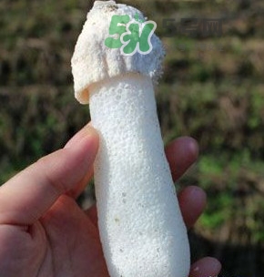 竹蓀什么樣的好？買竹蓀怎么挑選
