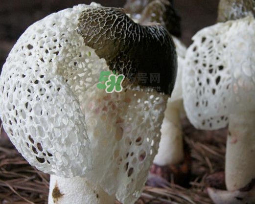 竹蓀有肥皂味正常嗎？竹蓀有酒味了還能吃嗎