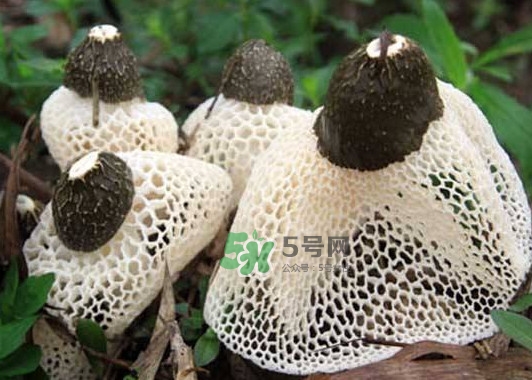 竹蓀是發(fā)物嗎？竹蓀是涼性的嗎