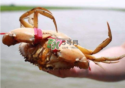 黃油蟹什么季節(jié)吃最好？黃油蟹產地