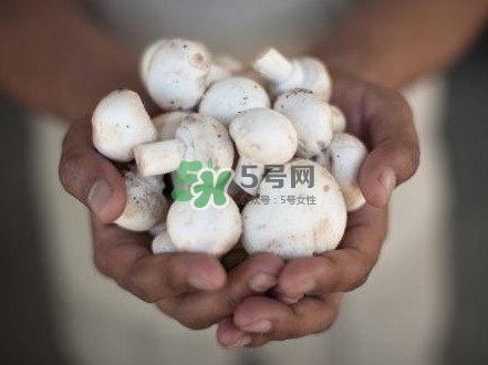 口蘑是發(fā)物嗎？口蘑是白蘑菇嗎