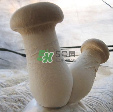 杏鮑菇是發(fā)物嗎？杏鮑菇怎么切好看