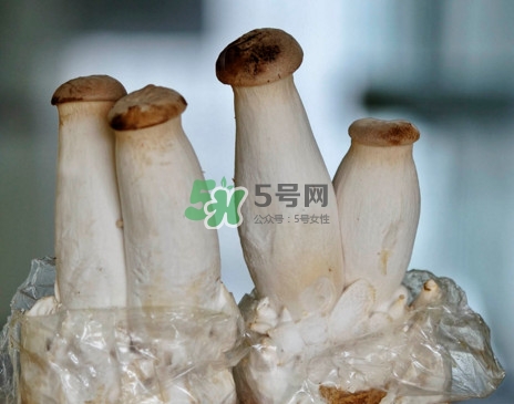 杏鮑菇怎么清洗？杏鮑菇怎么保存