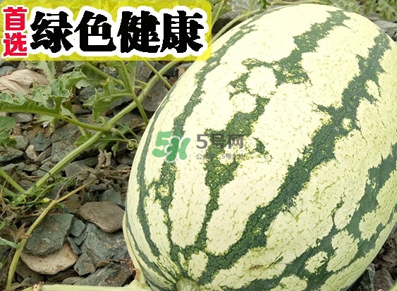 石頭瓜什么時(shí)候上市？石頭瓜多少錢一斤？