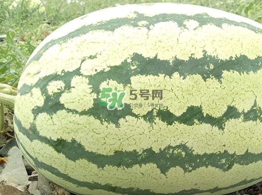 石頭瓜什么時(shí)候上市？石頭瓜多少錢一斤？