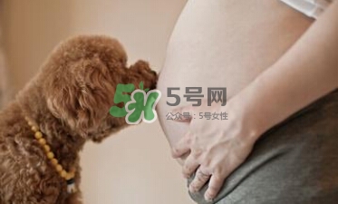 孕婦不能養(yǎng)寵物嗎？為什么孕婦不能養(yǎng)寵物？