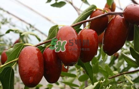 秋季吃什么水果最好？秋季常吃什么水果比較好？