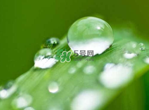 白露可以種什么菜？白露過后能種植什么蔬菜？
