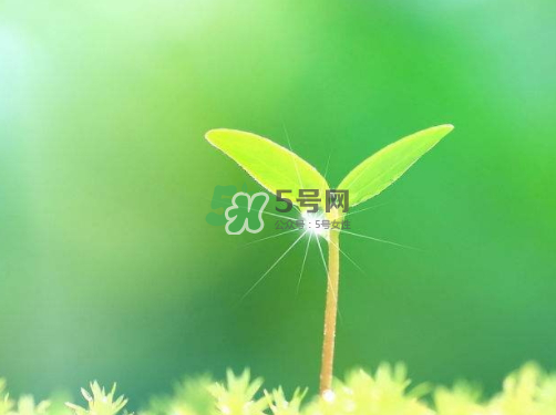 白露可以種什么菜？白露過后能種植什么蔬菜？