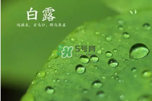 白露可以種什么菜？白露過后能種植什么蔬菜？