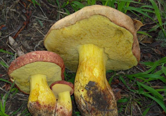 牛肝菌要泡發(fā)多久？牛肝菌怎么清洗