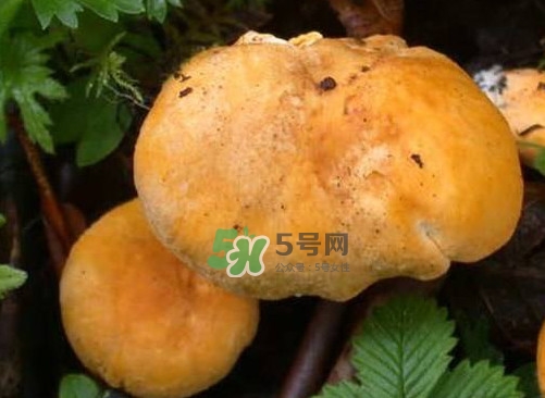 新鮮雞油菌怎么保存？干雞油菌怎么保存