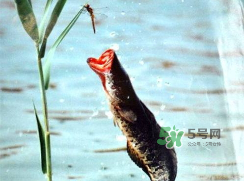九月份可以釣黑魚嗎？9月份可以釣黑魚嗎？