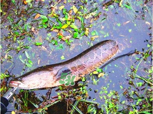 九月份可以釣黑魚嗎？9月份可以釣黑魚嗎？