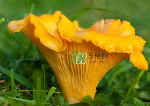 雞油菌是寒性的嗎？雞油菌是發(fā)物嗎