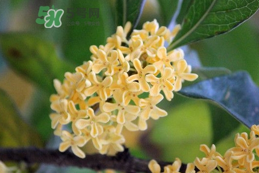 家里為什么不能種桂花？桂花為什么不能栽在家里