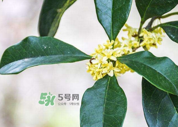 桂花樹種在院子哪里好？桂花樹種在家門口好嗎