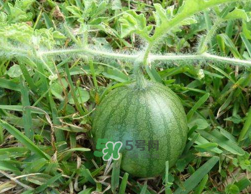 9月份可以種西瓜嗎？九月份種西瓜會結(jié)果嗎？