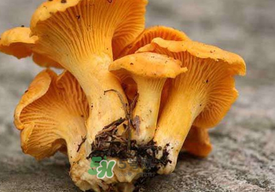雞油菌怎么清洗？雞油菌要焯水嗎