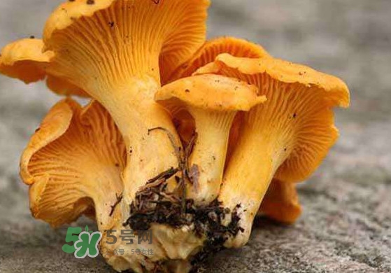 雞油菌什么季節(jié)有？雞油菌什么時候采摘